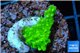 Acropora neon green 2-3 cm WYSIWYG acclimaté