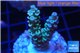 Acropora Walt Disney Indonesia 2-3 cm WYSIWYG acclimaté