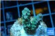 Acropora Walt Disney Indonesia 2-3 cm WYSIWYG acclimaté