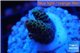 Acropora pink & green Indonesia 1-2 cm WYSIWYG acclimaté