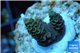 Acropora pink & green Indonesia 1-2 cm WYSIWYG acclimaté