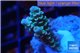 Acropora Walt Disney Indonesia 2-3 cm WYSIWYG acclimaté