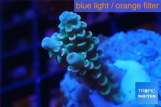 Acropora Walt Disney Indonesia 2-3 cm WYSIWYG acclimaté