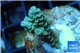 Acropora Walt Disney Indonesia 2-3 cm WYSIWYG acclimaté