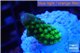 Acropora humilis green purple Fijii 1-3 cm WYSIWYG acclimaté