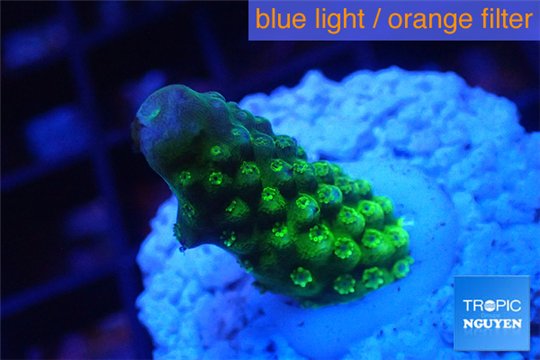 Acropora humilis green purple Fijii 1-3 cm WYSIWYG acclimaté