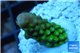Acropora humilis green purple Fijii 1-3 cm WYSIWYG acclimaté