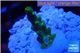 Acropora green purple yellow polyps Fijii 1-2 cm WYSIWYG acclimaté