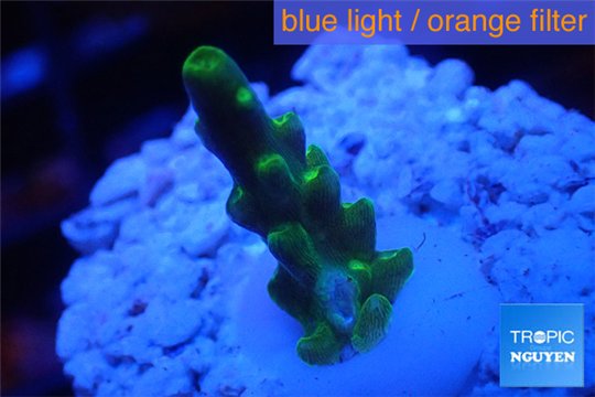 Acropora green purple yellow polyps Fijii 1-2 cm WYSIWYG acclimaté