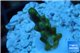 Acropora green purple yellow polyps Fijii 1-2 cm WYSIWYG acclimaté