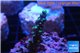 Acropora joker 2-3 cm WYSIWYG acclimaté