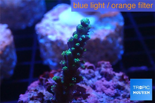 Acropora joker 2-3 cm WYSIWYG acclimaté