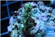 Acropora joker 2-3 cm WYSIWYG acclimaté