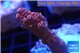 Acropora millepora pink Indonesia 3-4 cm WYSIWYG acclimaté