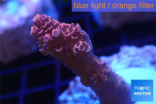 Acropora millepora pink Indonesia 3-4 cm WYSIWYG acclimaté