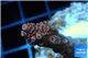 Acropora millepora pink Indonesia 3-4 cm WYSIWYG acclimaté
