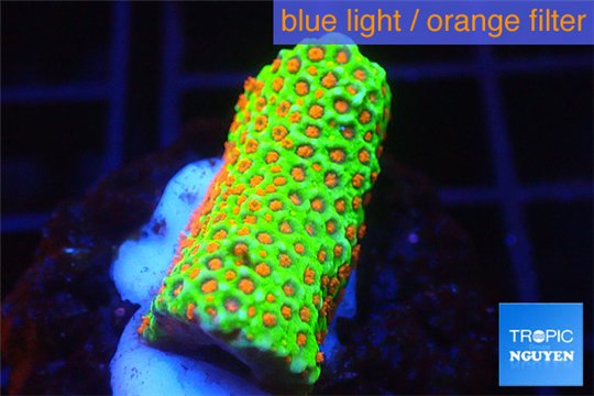 Montipora red fire forest 2-3 cm WYSIWYG acclimaté