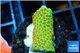 Montipora red fire forest 2-3 cm WYSIWYG acclimaté