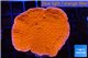 Montipora red cap 3-4 cm WYSIWYG acclimaté