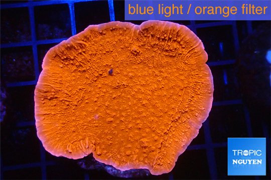Montipora red cap 3-4 cm WYSIWYG acclimaté