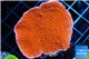Montipora red cap 3-4 cm WYSIWYG acclimaté