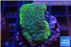 Montipora green & purple polyps Fijii 2-3 cm WYSIWYG acclimaté