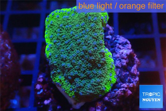 Montipora green & purple polyps Fijii 2-3 cm WYSIWYG acclimaté