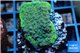 Montipora green & purple polyps Fijii 2-3 cm WYSIWYG acclimaté
