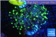 Euphyllia paraancora toxic green 4-7 cm WYSIWYG acclimaté