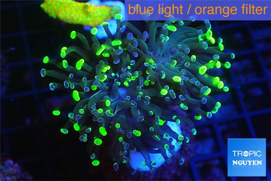 Euphyllia paraancora toxic green 4-7 cm WYSIWYG acclimaté