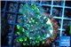 Euphyllia paraancora toxic green 4-7 cm WYSIWYG acclimaté