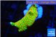 Montipora red fire forest 3-4 cm WYSIWYG acclimaté