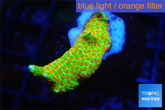 Montipora red fire forest 3-4 cm WYSIWYG acclimaté