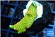 Montipora red fire forest 3-4 cm WYSIWYG acclimaté