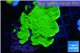 Montipora green cap 4-5 cm WYSIWYG acclimaté