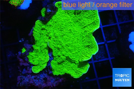Montipora green cap 4-5 cm WYSIWYG acclimaté