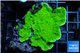 Montipora green cap 4-5 cm WYSIWYG acclimaté