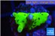 Montipora kung pao 1 cm WYSIWYG acclimaté