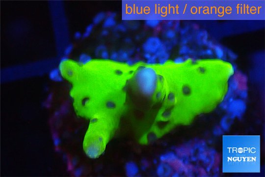 Montipora kung pao 1 cm WYSIWYG acclimaté