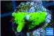 Montipora kung pao 1 cm WYSIWYG acclimaté
