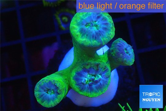 Duncanopsammia green 4 polyps WYSIWYG acclimaté