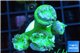 Duncanopsammia green 4 polyps WYSIWYG acclimaté
