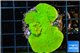 Montipora green cap 4-5 cm WYSIWYG acclimaté