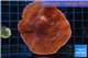 Montipora red purple 5-7 cm WYSIWYG acclimaté