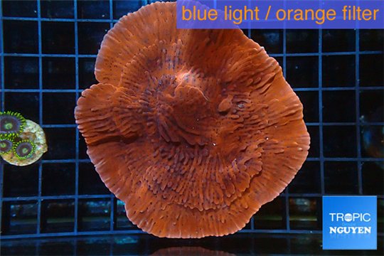 Montipora red purple 5-7 cm WYSIWYG acclimaté