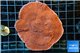 Montipora red purple 5-7 cm WYSIWYG acclimaté