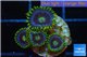 Zoanthus neon green magician blue 4-5 polyps WYSIWYG acclimaté