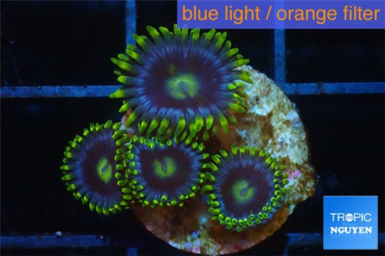 Zoanthus neon green magician blue 4-5 polyps WYSIWYG acclimaté