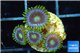 Zoanthus neon green magician blue 4-5 polyps WYSIWYG acclimaté