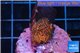 Montipora danae red poker star 1-2 cm WYSIWYG acclimaté